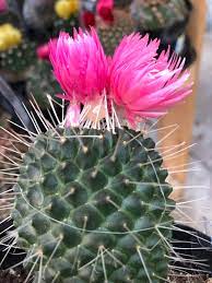 Opuntia used for eating can get hefty doses to ensure pad production. Lowe S Hot Gluing Flowers To Their Cacti Assholedesign