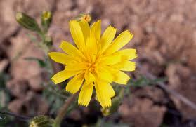 Image result for Crepis