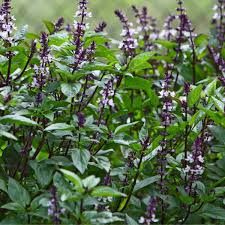 Check spelling or type a new query. Basil Blue Spice Seeds The Seed Collection