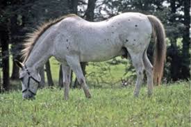 New Option For Treating Arthritic Pain The Horse Owner S Resource