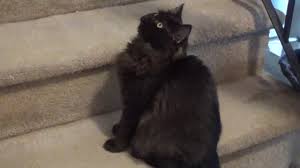 Ragamuffins are notable for their friendly personalities and thick, rabbitlike fur. Available Solid Black Ragdoll Kitten 19 Weeks Old 750 A Ragdoll To Love March 27 2020 Youtube