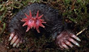 How The Star Nosed Mole Sees With Its Ultra Sensitive Snout Weird Animals Mole Animals