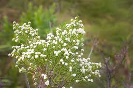 Image result for Senecio speciosus