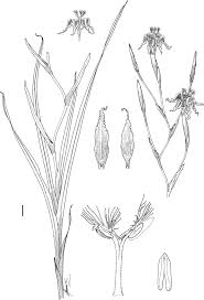 Image result for Ferraria glutinosa