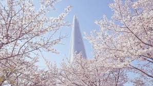 Cherry magic! episode 9 engsub japanese drama. Plan Your Cherry Blossom Trip Now 2019 Korea Cherry Blossom Blooming Forecast Hab Korea Net