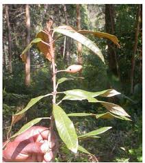 Image result for Mikaniopsis usambarensis