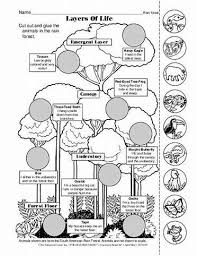 Image Result For Free Printable Worksheets Rainforest Layers Animals Rainforest Animals Rainforest Classroom Rainforest Project