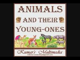 A female camel is called a cow. Easy Learn Animals Their Young Ones English Hindi Youtube