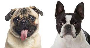 See pictures and videos of the bugg dogs from around the world! Boston Terrier Pug Mix Is The Bugg The Right Dog For You