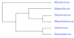 Image result for Huberantha mossambicensis