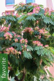 Image result for Albizia adianthifolia