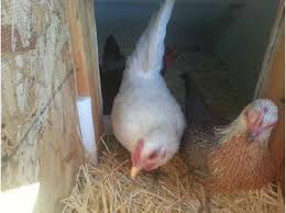 Gardeners raise chickens not only for eggs they also use chicken waste as a soil booster. Using Chicken Manure Safely In Home Gardens And Landscapes Extension University Of Nevada Reno