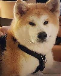 Pin By Lisey On Belleza Asiatica In 2021 Japanese Dogs Akita Dog Akita Puppies