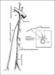 In human anatomy, the internal thoracic artery (ita), previously commonly known as the internal mammary artery (a name still common among surgeons), is an artery that supplies the anterior chest wall and the breasts. Diagram Of Internal Thoracic Artery Ita Its Branches And Sites For Download Scientific Diagram