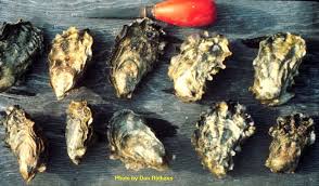 Bivalves In Puget Sound Encyclopedia Of Puget Sound