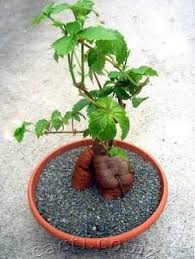 Image result for Cyphostemma adenocaule