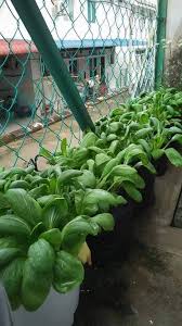 Berkebun di rumah secara langsung dapat mengurangi polusi udara, terutama di perkotaan. Berkebun Cuma Dekat Belakang Jom Tanam Sendiri Di Rumah Facebook