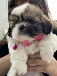 Maybe you would like to learn more about one of these? Shih Tzu Puppies For Adoption In Virginia Home Facebook