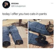 Do cats pant after exercise? Today I Offer You Two Cats In Pants
