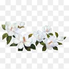 As Flores Brancas De Folhas Verdes Flower Illustration Flower Clipart Png Flower Clipart