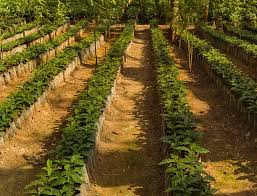 Check spelling or type a new query. Guatemala Antigua Driven Coffee