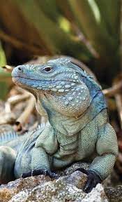 Grand Cayman Blue Iguana Cyclura Lewisi Endangered Animals Iguana Animals