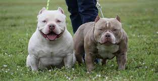 Venom King Of The Micro Bullies Barcroft Animals American Bully Pocket American Bully Kennels American Bully