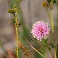 Image result for Disperis mozambicensis