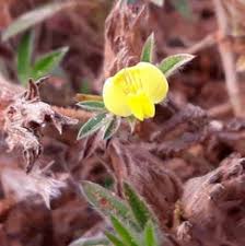 Image result for Eriosema rhynchosioides