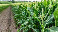 Concerns Mount Over Potential Corn Pollination Problems
