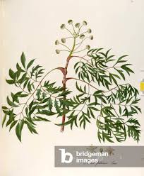 Image result for Araliaceae