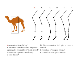 Swallowing chewed leaves and sticks without some sort of mechanical assistance many different kinds of animals have papillae, including humans. Https Dialnet Unirioja Es Descarga Articulo 7272178 Pdf