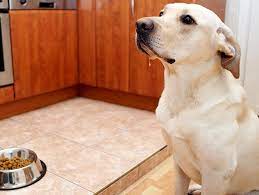 Your veterinarian can calculate the exact amount to feed. How Often Should You Feed Your Dog Petfinder