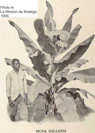 Image result for Sarcophrynium prionogonium