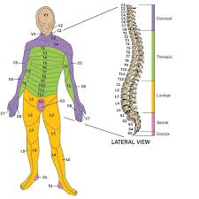 Image result for Spinal Trauma