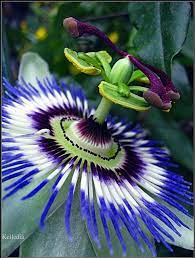 Caerulean Blue Blue Passion Flower Passion Flower Beautiful Flowers
