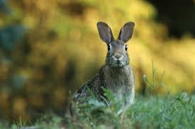 The uk pest landscape and the quiet revolution. G1 Rabbit Pigeon And Deer Deterrent Chimney Sheep