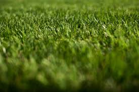 Other insects to look out for include mole crickets , billbugs and spittlebugs. Turfgrass And Water Efficiency Watersense Us Epa