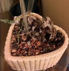 Sure, it can be easy, but it requires a bit of a mental adjustment. Pin On Succulents