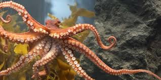 Sadece 1 Defa Yapiyorlar En Talihsiz Canli Erkek Seksten Sonra Hucre Yaslanmasi Olup Oluyor Disi Yavrular Cikana Kadar Bekleyip Acliktan Oluyor Arka Guverte