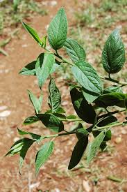 Image result for Microglossa