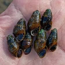 Image result for Erythrococca polyandra