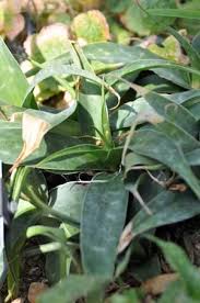 Image result for Ledebouria luteola