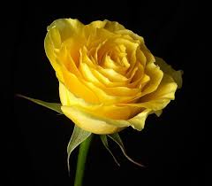 Red And Yellow Roses Meaning Pics Obsession April 2011 Rose Flower Photos Yellow Rose Flower Yellow Roses