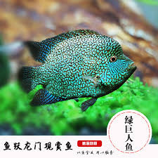 South american cichlids, central american cichlids, dwarf south american cichlids & north american cichlids form a wonderful group of fish known as new world cichlids. South American Cichlid Fish Three Lake Cichlid