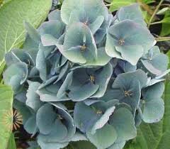 Maybe you would like to learn more about one of these? Green And Blue Antique Hydrangeas Wholesale Flowers Diy Wedding Flowers