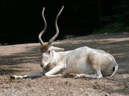 This lists the logos of programs or partners of ng education which have provided or contributed the content on this page. Top 10 Most Endangered Animals In Africa Where To Find Them