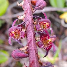Image result for Bulbophyllum scaberulum