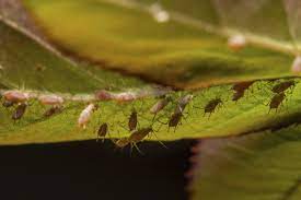 Maybe you would like to learn more about one of these? Small Black Bugs Under Plant Leaves Hunker Plant Leaves Plant Pests Black Bugs On Plants