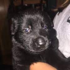 How much do purebred german shepherd puppies cost? Best A K C Lacquer Black German Shepherd Puppies For Sale In Thomaston Georgia For 2021